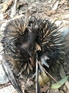 Echidna and fire
